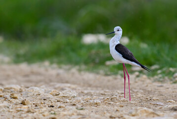Black-winged Stilt - Himantopus himantopus, beautiful long-legged water bird from European marshes and swamps, Pag island, Croatia.