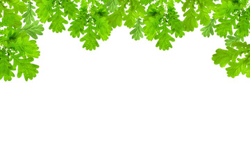 Frame of many green oak leaves with copy space. Isolated on a white background.