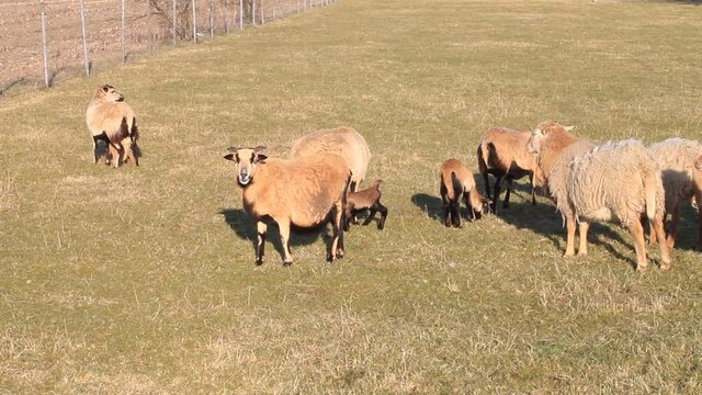 Cameroon sheep family in spring
