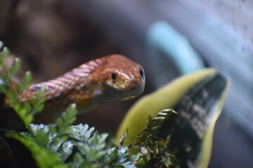 Corn Snake 