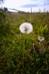 Fototapeta na wymiar dandelion on the meadow