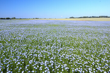 Champ de lin en fleur en Seine-maritime