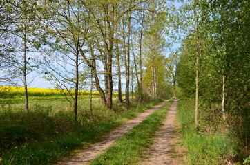 Fototapeta na wymiar Waldweg am Rapsfeld in Blüte - Frühlingslandschaft