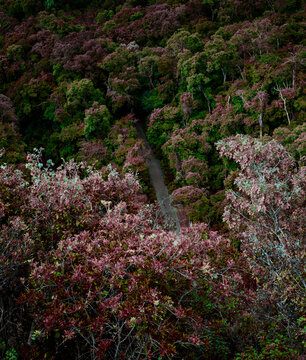 Belas flores e arvores na Natureza do parque Tangu&aacute;