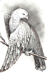 Falcon sitting on a branch. Markers, Sepia, Charcoal