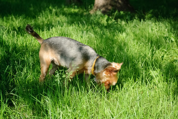 Short-haired Yorkshire terrier eats grass on a walk. Vitamins and beneficial substances for pets. Summer walk with a dog. Soft focus photo with blurry background.