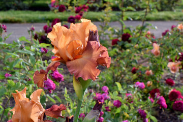 Bearded Iris Rust 04