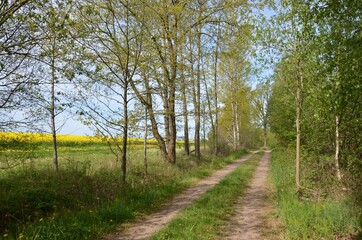 Fototapeta premium Waldweg am Rapsfeld in Blüte - Frühlingslandschaft