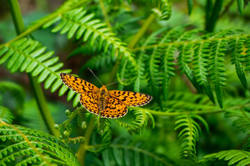 Mariposa de primavera