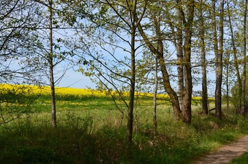 Fototapeta premium Rapsfeld in Blüte in Frühlingslandschft mit Pusteblumen und Wald