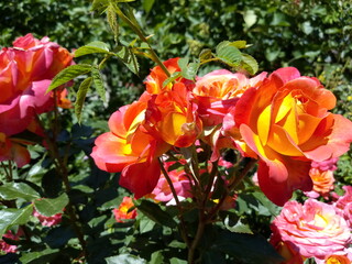 red and yellow tulips