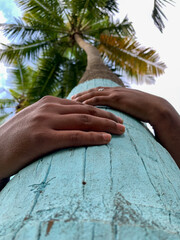 A man hand holding a coconut tree. Save trees, save nature.