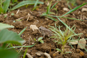 Little frog in the garden. Brown frog.