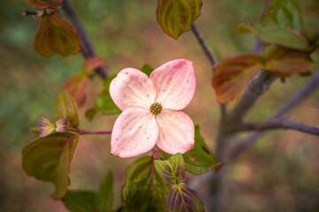 Pink dogwood flowering tree. Background resource.