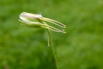 Columbine 02