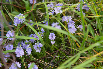 blue flowers in the field