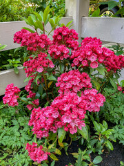 A Raspberry pink Mountain Laurel against a white rail fence