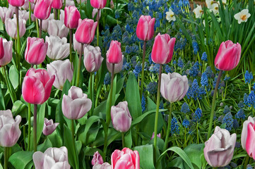 This spring garden is pastel pinks and pale purple tulips in bloom with shorter grape hyacinth bulbs also blooming in this springtime garden.