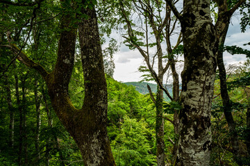 promenade dans les bois 4