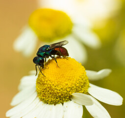 Оса блестянка