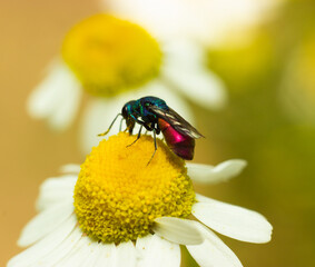 Оса блестянка