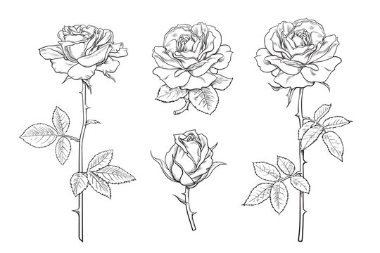 Big set of rose flowers, buds, leaves and stems in engraving style. Hand drawn realistic open and unblown rosebuds