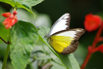 Pieridae , papillon