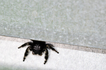 Jumping Spider