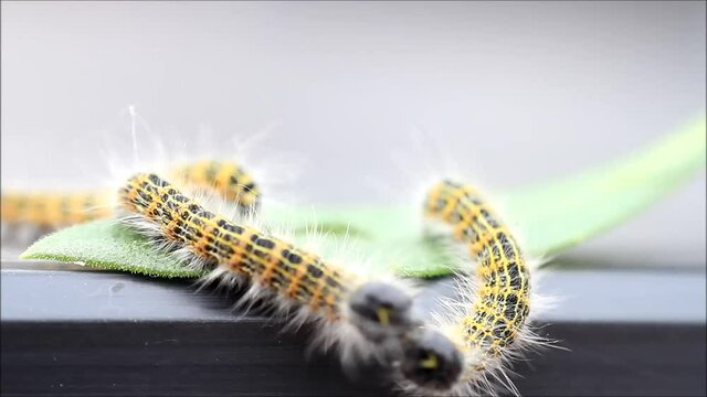 caterpillar moth, Phalera bucephala, Raupe Mondvogel
