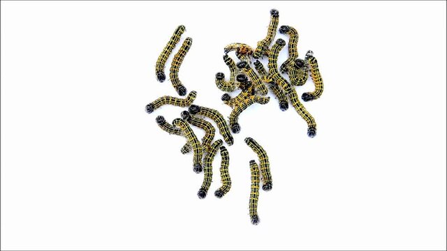 caterpillar moth, Phalera bucephala, Raupe Mondvogel
