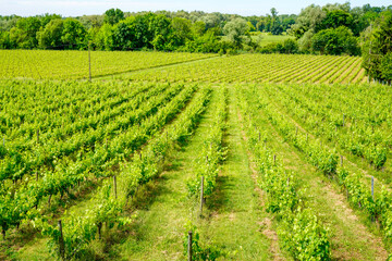 Vine agriculture in Bordeaux vineyard in french rural country