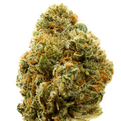 Isolated photo of cannabis marijuana