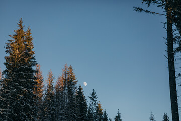 A close up of a tree travel
