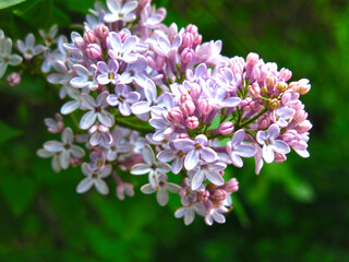beautiful lilac blooms in spring with purple flowers in brushes on the Bush