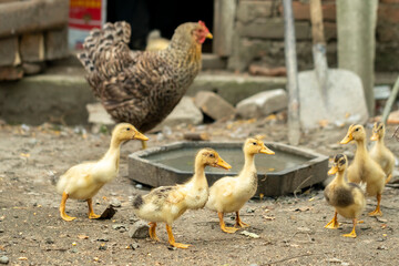 Domestic ducklings in a rural yard, birds