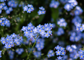 Beautiful closeup of a forget-me-not in a ocean of other forget-me-nots