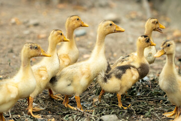 Domestic ducklings in a rural yard, birds