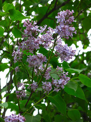 beautiful lilac blooms in spring with purple flowers in brushes on the Bush