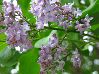 beautiful lilac blooms in spring with purple flowers in brushes on the Bush