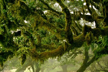 Obraz na płótnie Canvas Laurel Rainforest in Madeira, Portugal, volcanic island in the Atlantic Ocean in Portuguese territory