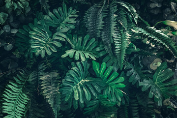 Beautiful nature background of tropical green leaf