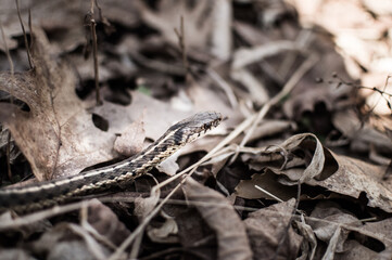 Eastern Gartersnake slithers along the forest floor.