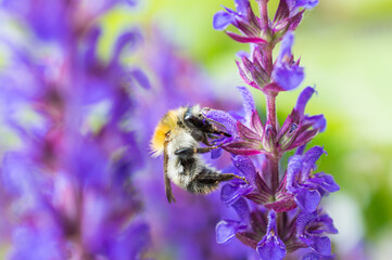 Trzmiel na szałwii © Kasia R.