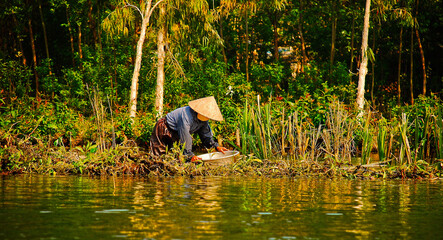 Old Vietnam man on the rice field