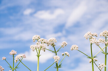 バレリアンの花と青空