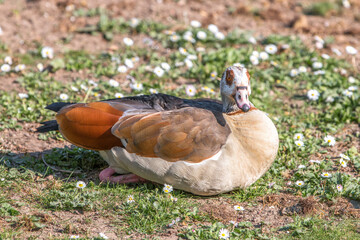 Egyptian Goose (in german Nilgans, Alopochen aegyptiaca)