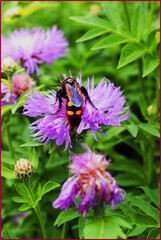 a large wasp sits on a purple flower on a bright Sunny summer day