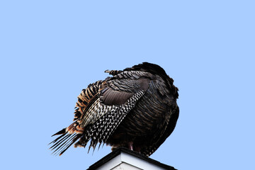 Turkey Headless