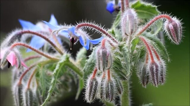blue flower, Borage, Borago officinalis, medicinal and beautiful herb
