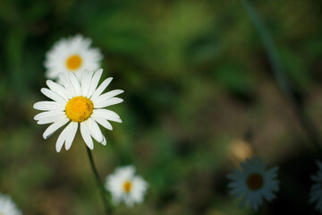White camomile on green natural background